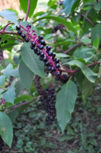 pokeweed1